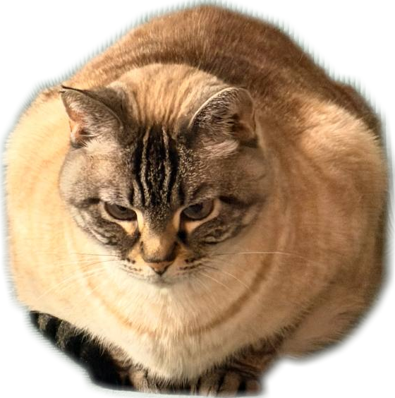 a octagonal cat